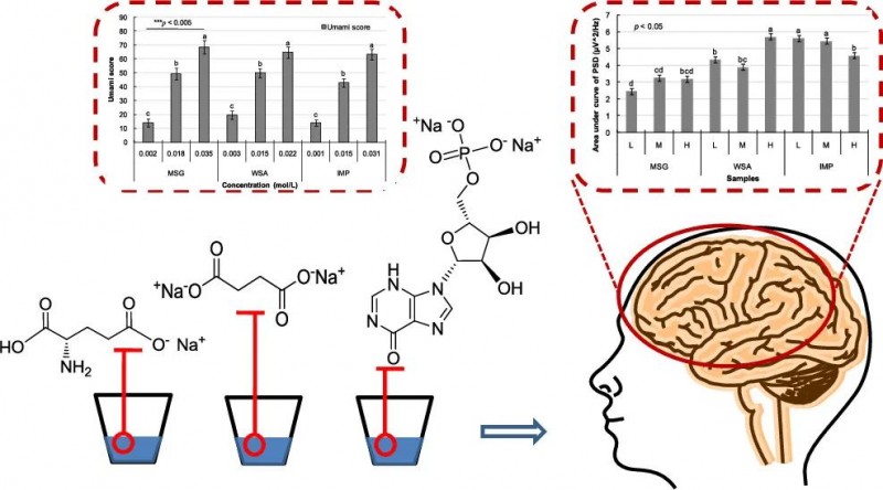 通過頭皮腦電圖研究不同鮮味物質對大腦感知的影響1