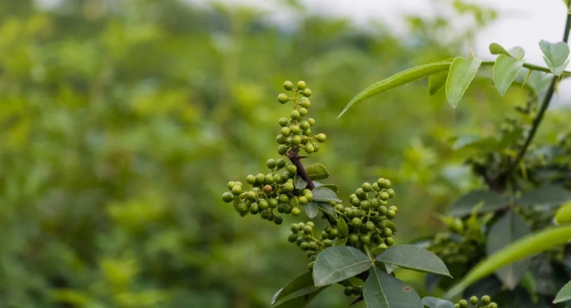 花椒麻香來源