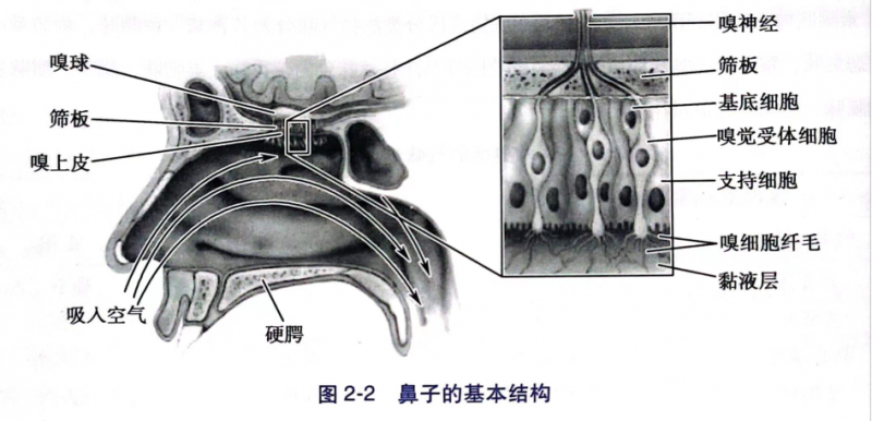 【感官課堂】嗅覺生理學之嗅覺產生及特征1